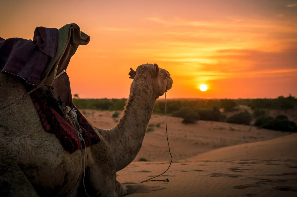 MIEUX VENDRE - Sénégal