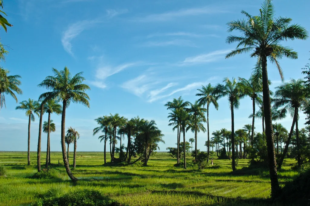 MIEUX VENDRE - Sénégal