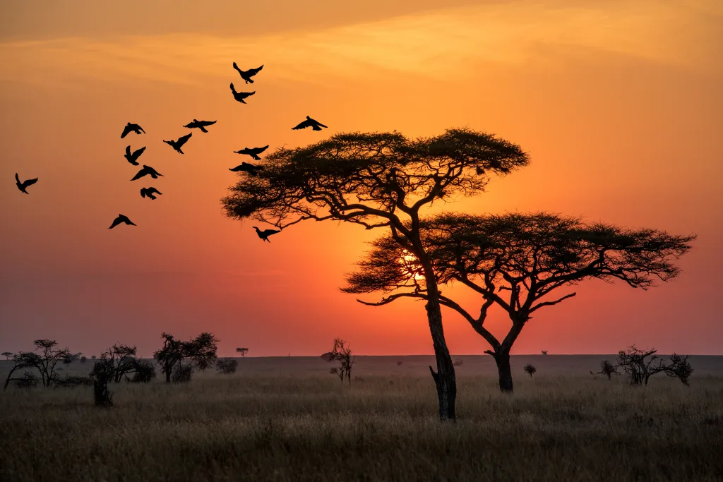 MIEUX VENDRE - Tanzanie