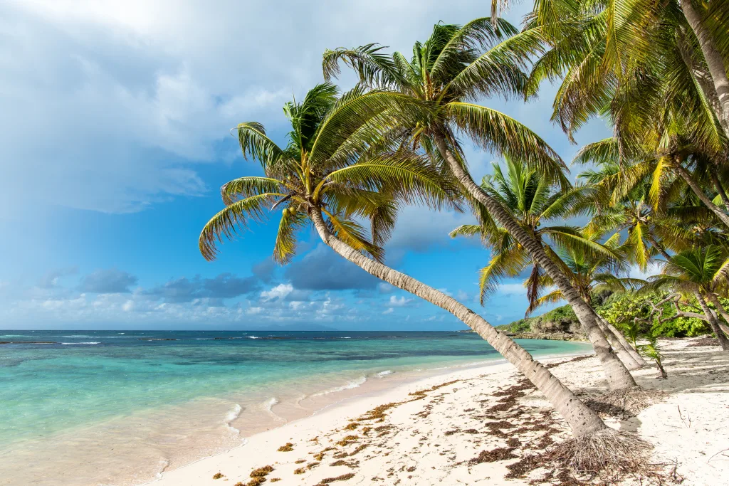 MIEUX VENDRE – Guadeloupe