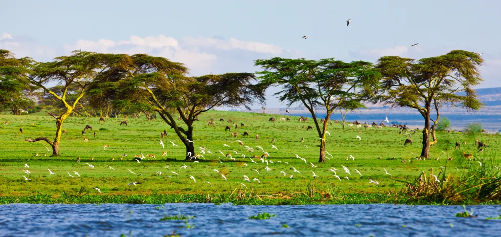 MIEUX VENDRE - Kenya