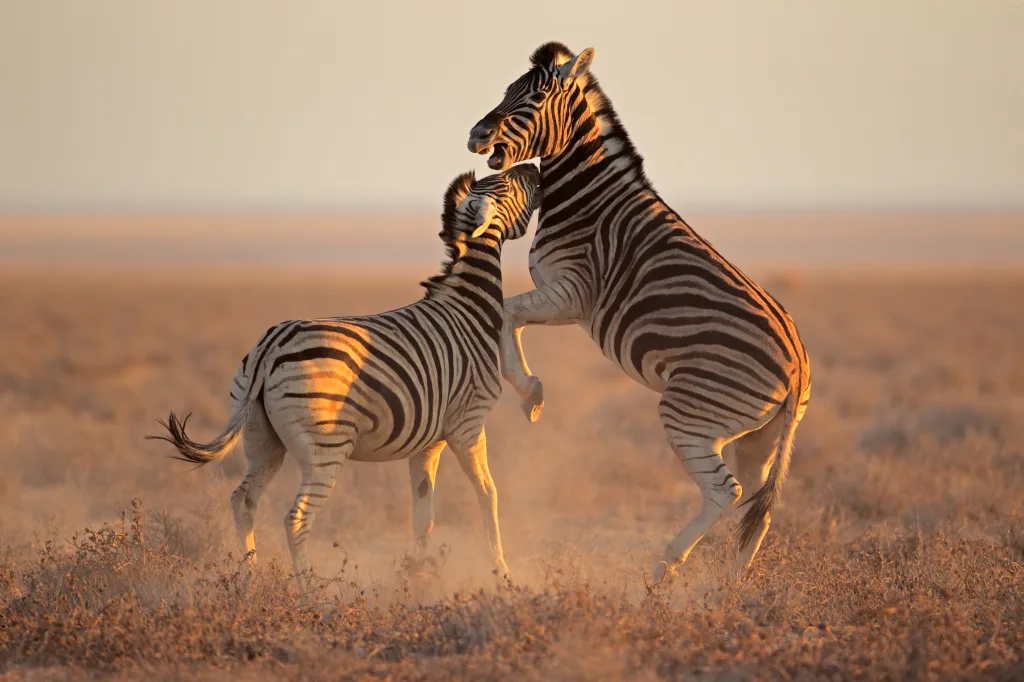 MIEUX VENDRE - Namibie