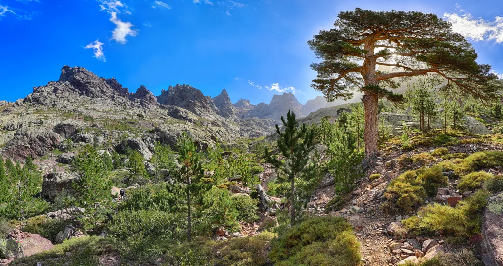 MIEUX VENDRE -  La Corse